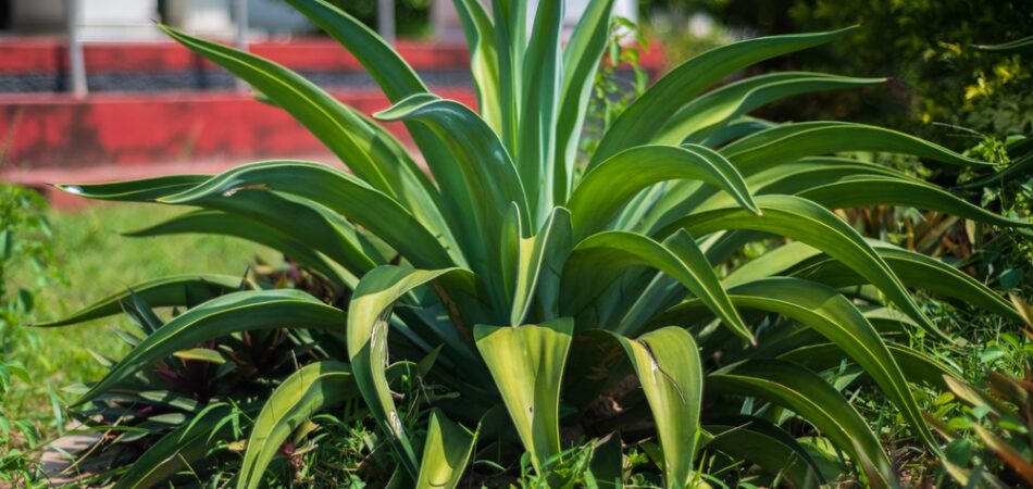 Octopus,agave,plant,isolated,in,the,garden.,agave,plant,close Up