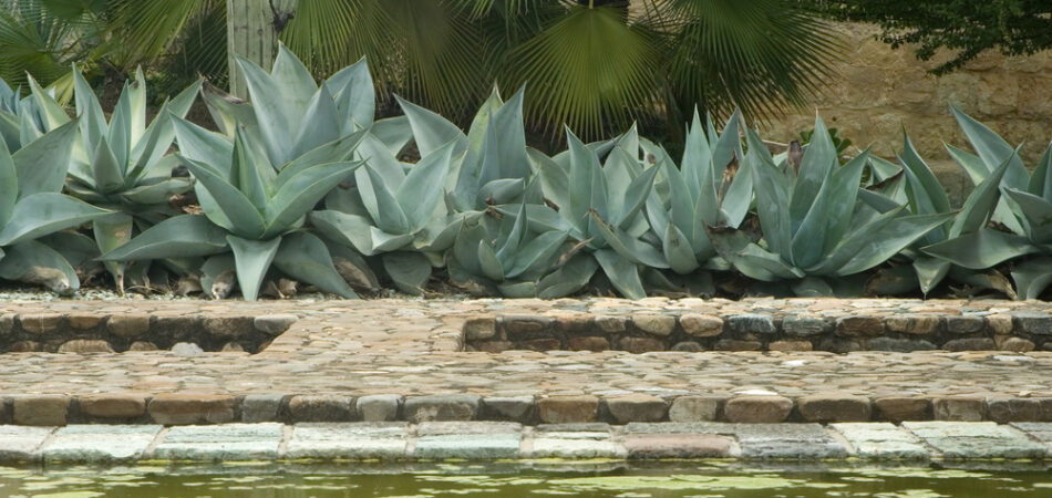 Agave,plants,at,a,botanical,garden,in,mexico