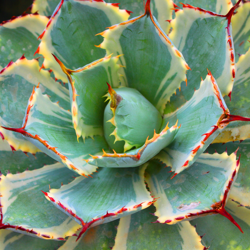 Essential Winter Care: Safeguarding Arizona Succulents from the Chilling  Cold!  Landscape 20/20 LLC