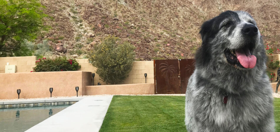 A,happy,,big,dog.,he's,enjoying,the,grass,,with,mountains