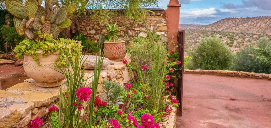 Pretty,desert,gardening,,with,vibrant,pink,bougainvillea,and,potted,succulents