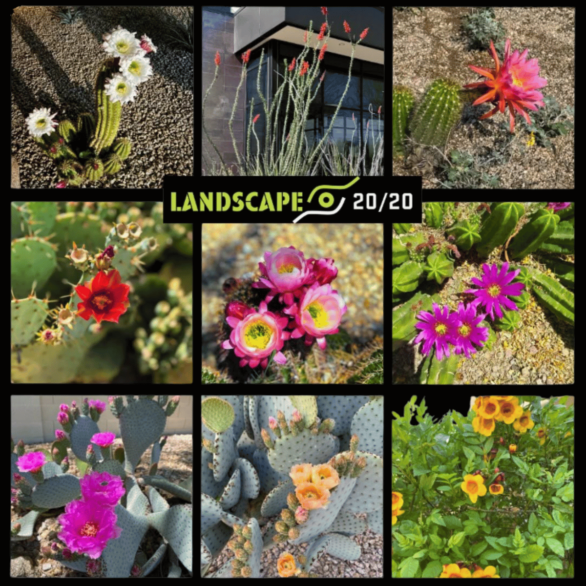 Desert and tropical landscaping design in Phoenix, AZ