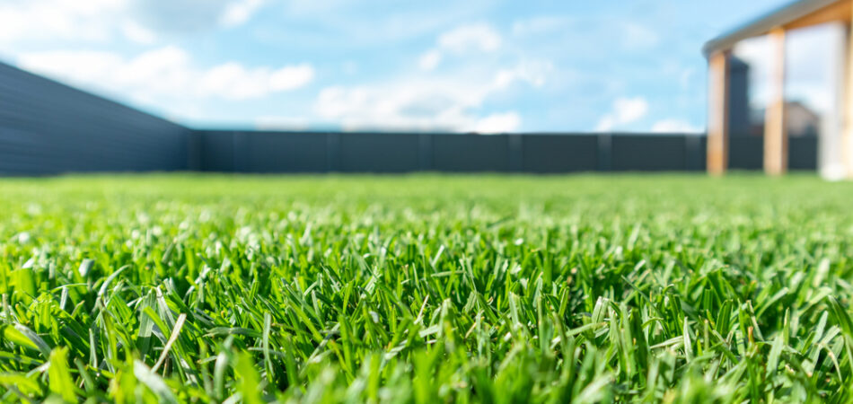 Close,up,of,green,lawn,on,a,sunny,day.,blue