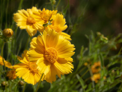 Yellow,flowers,,desert,marigold,,baileya,multiradiata