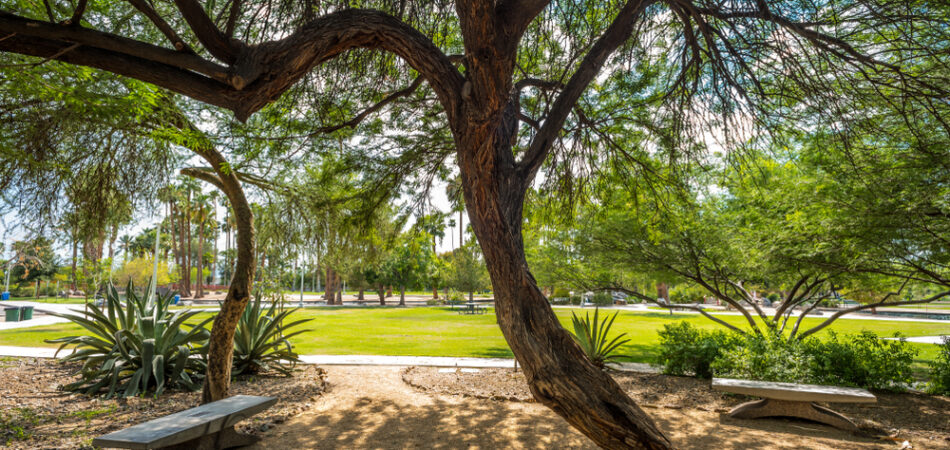 Sunlight,streams,through,a,native,mesquite,tree,in,encanto,park's