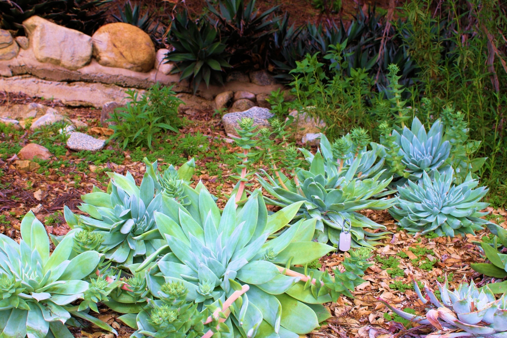 Backyard landscape and water feature in Rio Verde, AZ