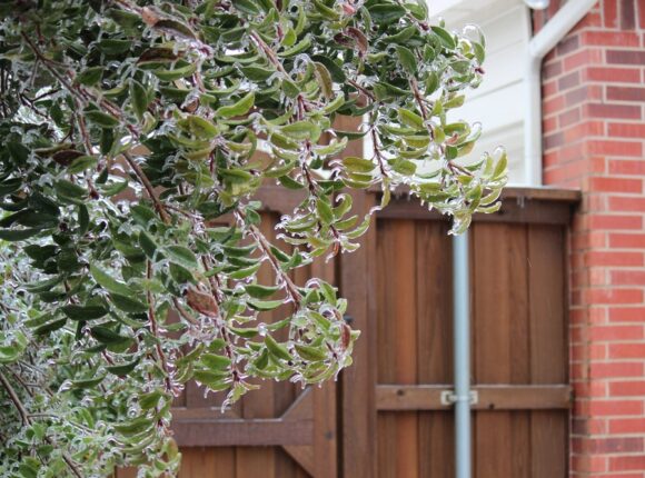 Frost,damaged,leaves;,leaves,covered,in,ice,during,winter,storm